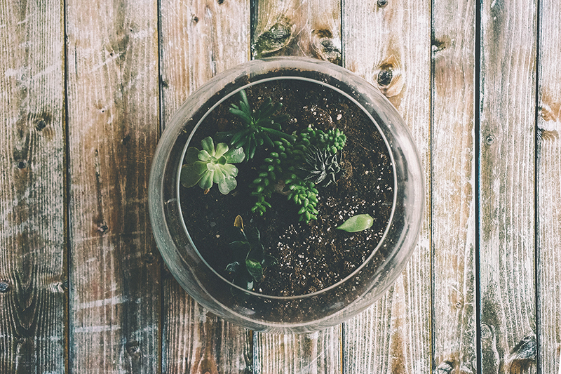 Bloom and Sip Terrarium Workshop